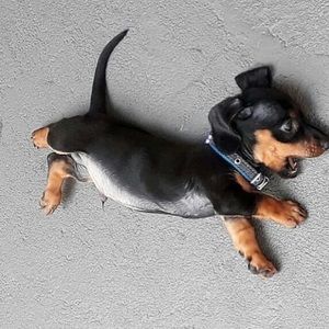 Meet your Posher, Jasmine